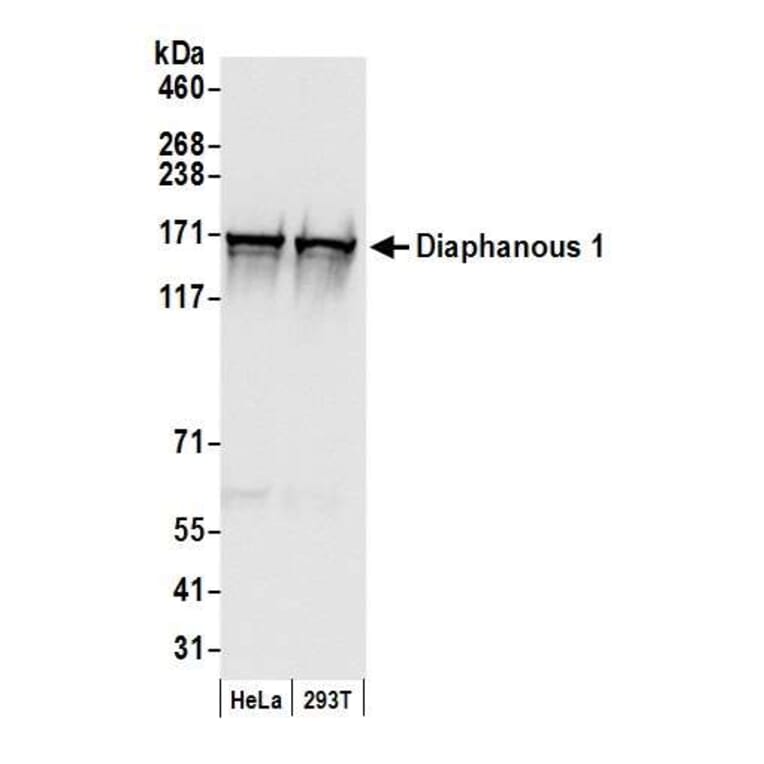 Western Blot - Anti-DIAPH1 Antibody (A295241) - Antibodies.com