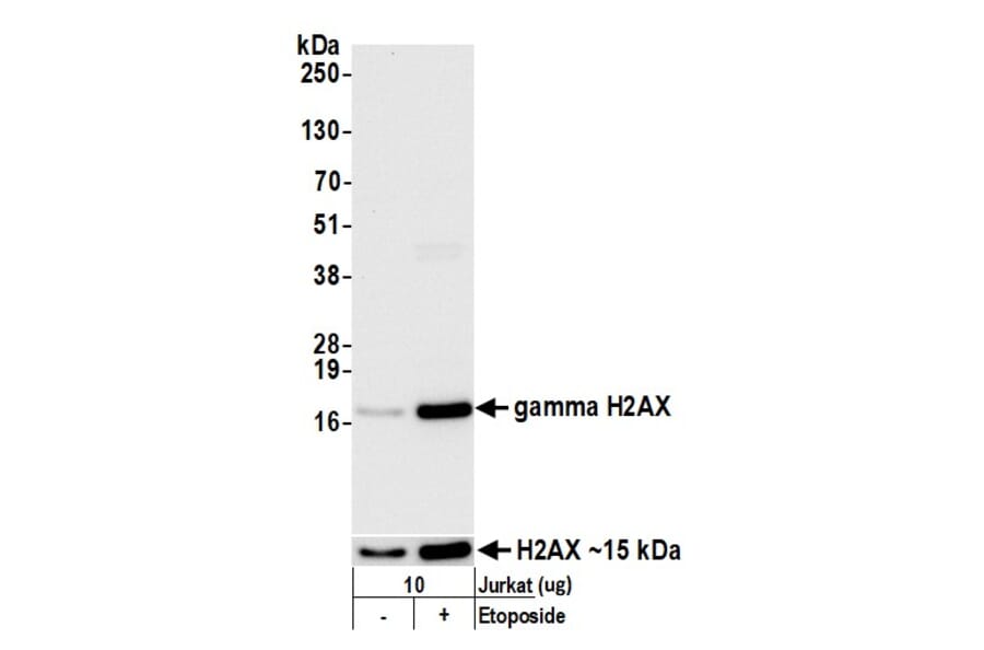 Western Blot - Anti-gamma Histone H2A.X Antibody (A295244) - Antibodies.com