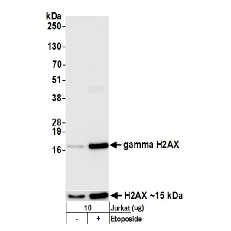 Western Blot - Anti-gamma Histone H2A.X Antibody (A295244) - Antibodies.com