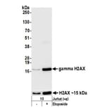Western Blot - Anti-gamma Histone H2A.X Antibody (A295244) - Antibodies.com