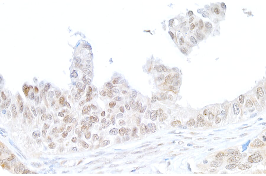 Immunohistochemistry - Anti-gamma Histone H2A.X Antibody (A295244) - Antibodies.com