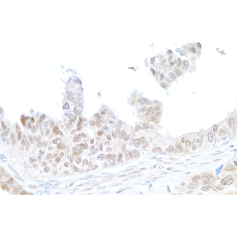 Immunohistochemistry - Anti-gamma Histone H2A.X Antibody (A295244) - Antibodies.com