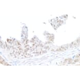 Immunohistochemistry - Anti-gamma Histone H2A.X Antibody (A295244) - Antibodies.com
