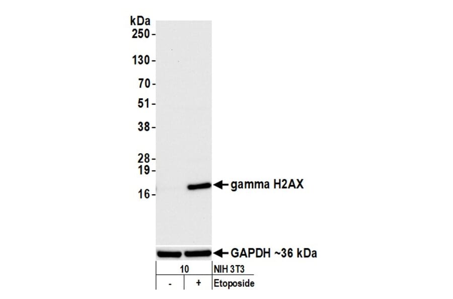 Western Blot - Anti-gamma Histone H2A.X Antibody (A295244) - Antibodies.com