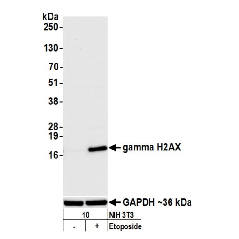 Western Blot - Anti-gamma Histone H2A.X Antibody (A295244) - Antibodies.com