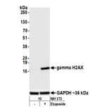 Western Blot - Anti-gamma Histone H2A.X Antibody (A295244) - Antibodies.com