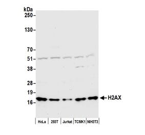 Western Blot - Anti-Histone H2A.X Antibody (A295246) - Antibodies.com
