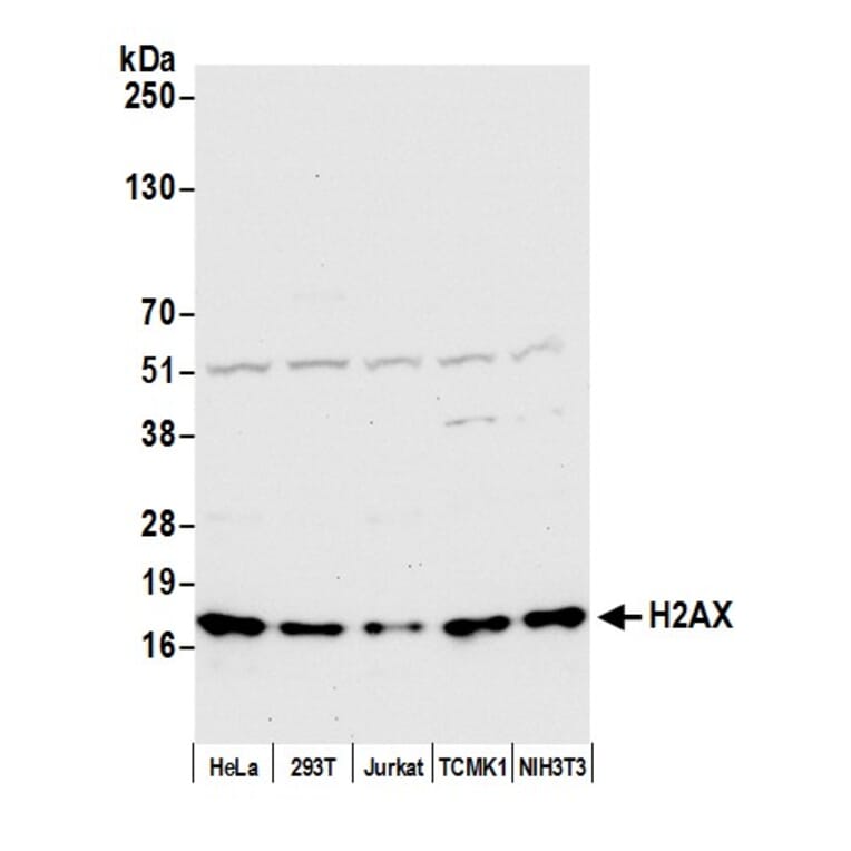 Western Blot - Anti-Histone H2A.X Antibody (A295246) - Antibodies.com