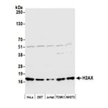 Western Blot - Anti-Histone H2A.X Antibody (A295246) - Antibodies.com