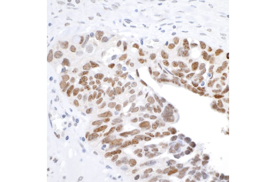 Immunohistochemistry - Anti-Histone H2A.X Antibody (A295246) - Antibodies.com