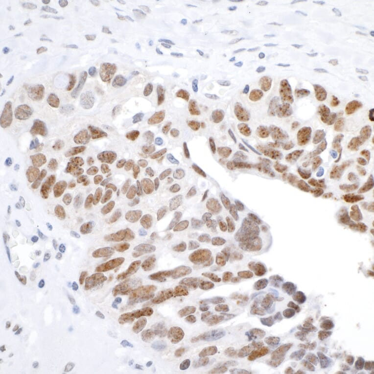 Immunohistochemistry - Anti-Histone H2A.X Antibody (A295246) - Antibodies.com