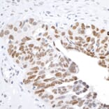 Immunohistochemistry - Anti-Histone H2A.X Antibody (A295246) - Antibodies.com