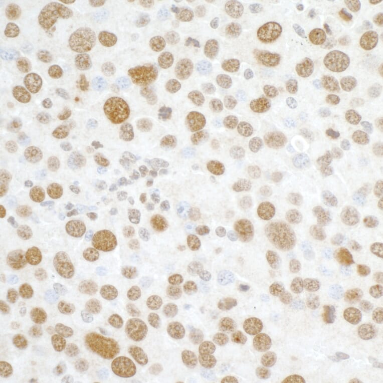 Immunohistochemistry - Anti-Histone H2A.X Antibody (A295246) - Antibodies.com