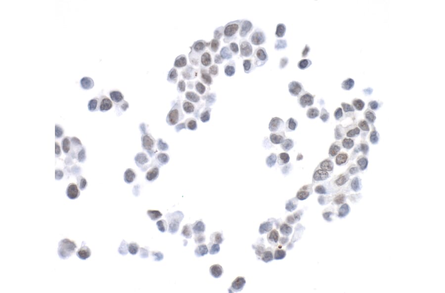 Immunohistochemistry - Anti-Histone H2A.X Antibody (A295246) - Antibodies.com