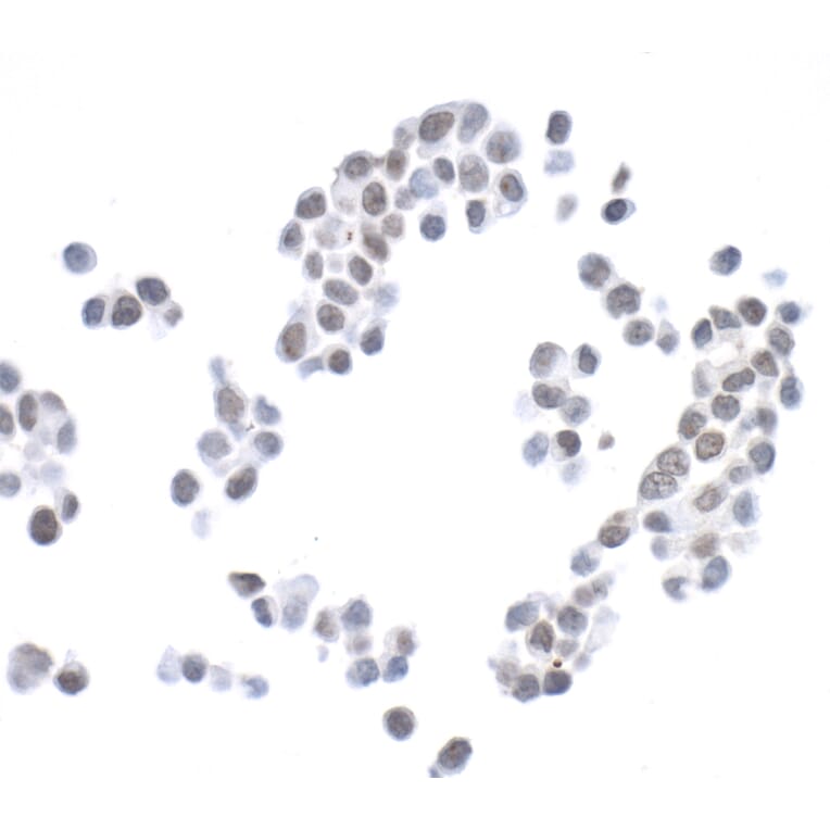 Immunohistochemistry - Anti-Histone H2A.X Antibody (A295246) - Antibodies.com