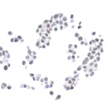 Immunohistochemistry - Anti-Histone H2A.X Antibody (A295246) - Antibodies.com