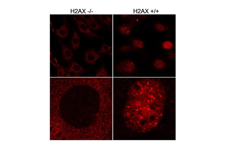 Immunocytochemistry - Anti-Histone H2A.X Antibody (A295246) - Antibodies.com