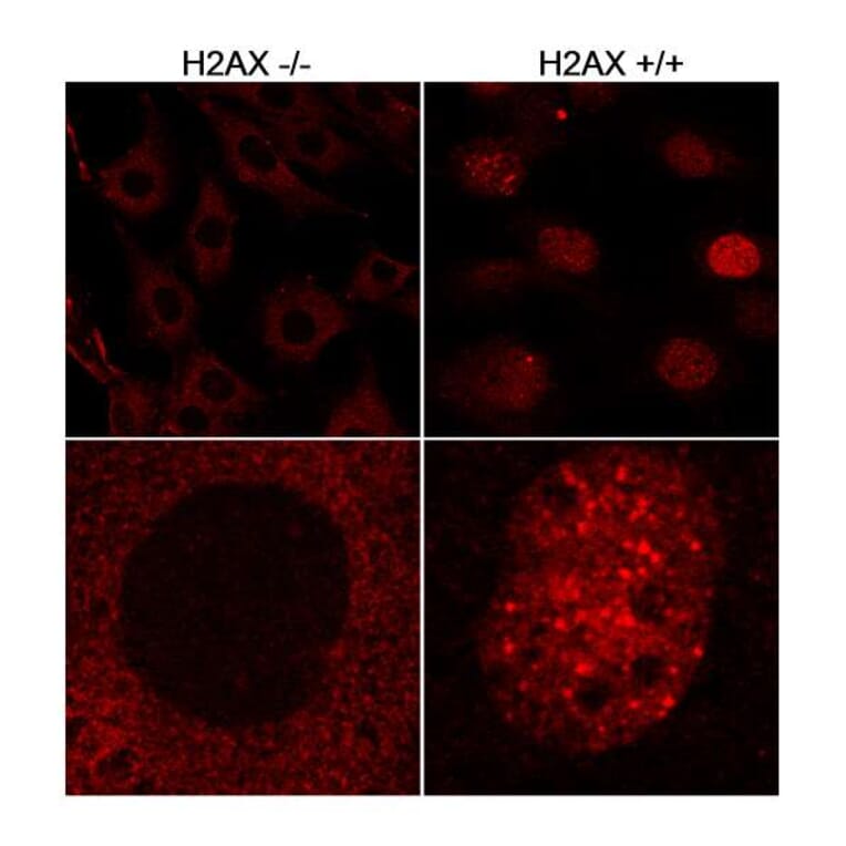 Immunocytochemistry - Anti-Histone H2A.X Antibody (A295246) - Antibodies.com
