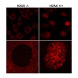 Immunocytochemistry - Anti-Histone H2A.X Antibody (A295246) - Antibodies.com