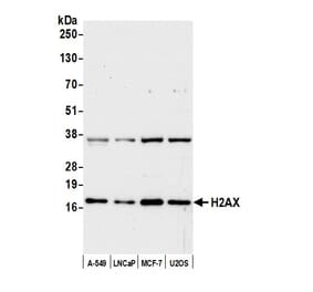 Western Blot - Anti-Histone H2A.X Antibody (A295248) - Antibodies.com
