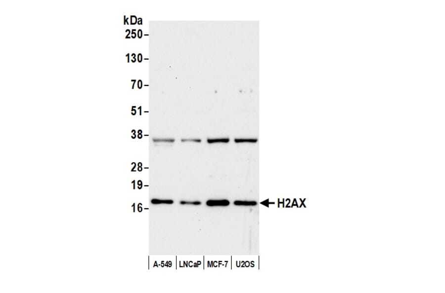 Western Blot - Anti-Histone H2A.X Antibody (A295248) - Antibodies.com