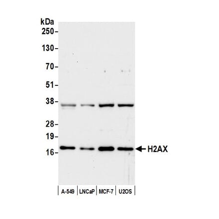 Western Blot - Anti-Histone H2A.X Antibody (A295248) - Antibodies.com