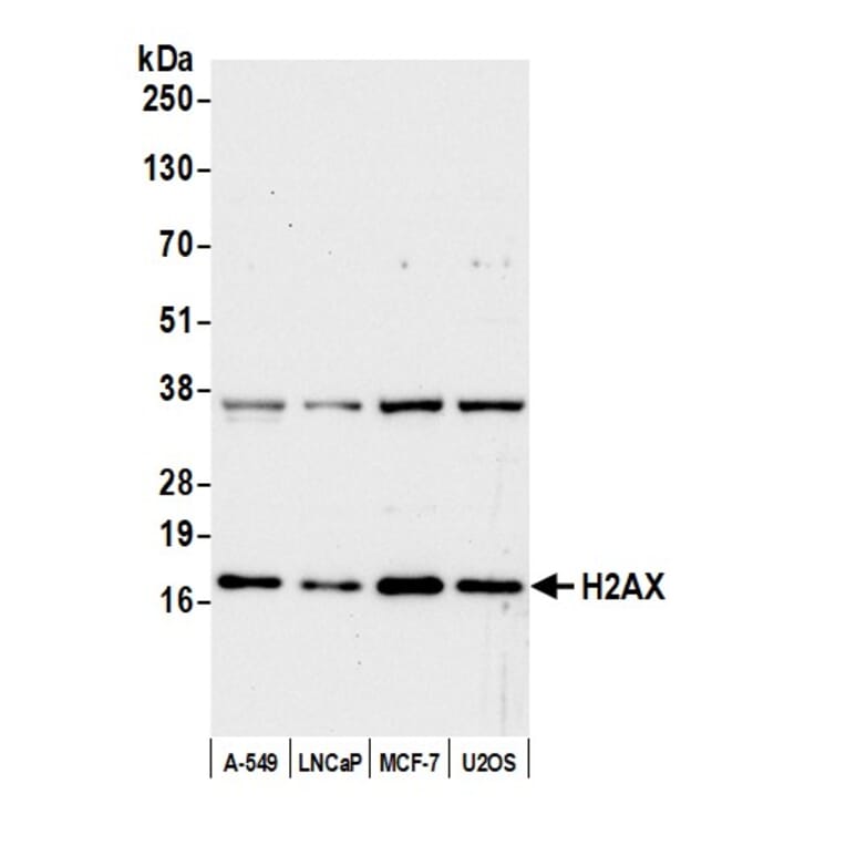 Western Blot - Anti-Histone H2A.X Antibody (A295248) - Antibodies.com