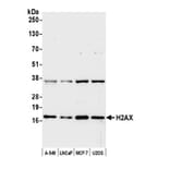 Western Blot - Anti-Histone H2A.X Antibody (A295248) - Antibodies.com