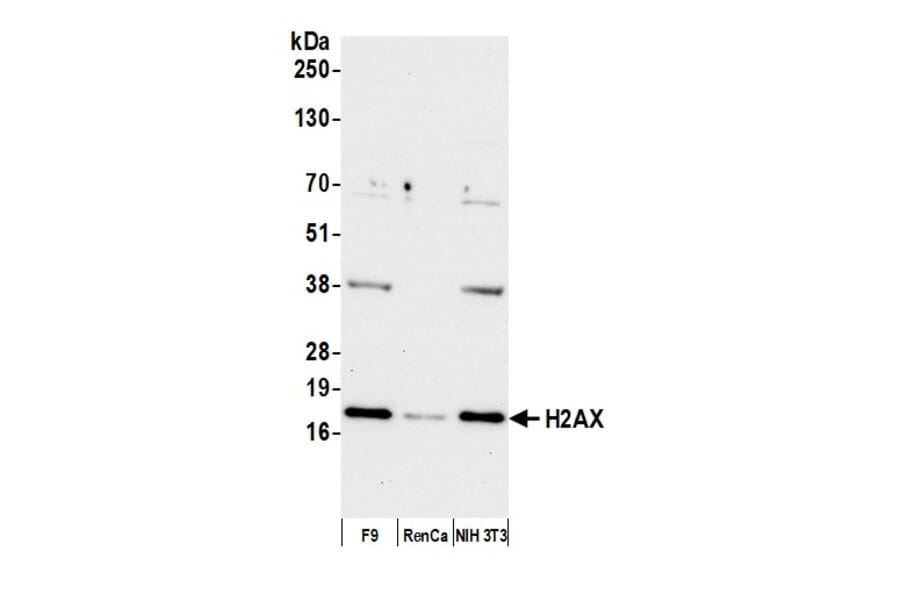 Western Blot - Anti-Histone H2A.X Antibody (A295248) - Antibodies.com