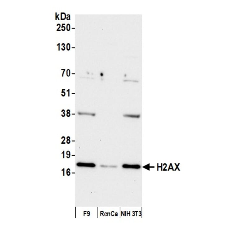 Western Blot - Anti-Histone H2A.X Antibody (A295248) - Antibodies.com