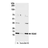 Western Blot - Anti-Histone H2A.X Antibody (A295248) - Antibodies.com
