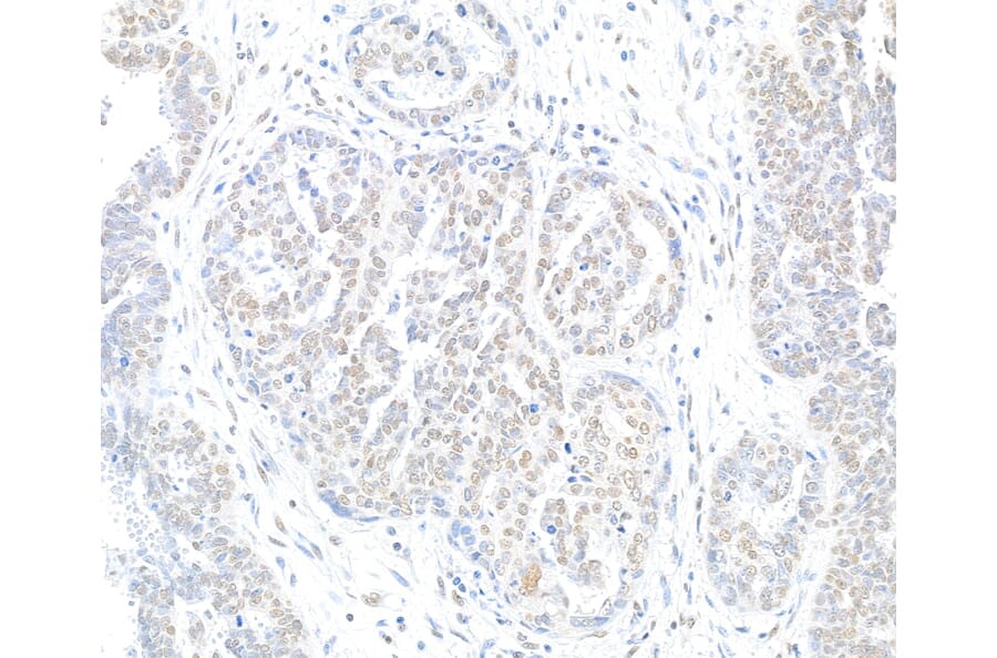 Immunohistochemistry - Anti-Histone H2A.X Antibody (A295248) - Antibodies.com