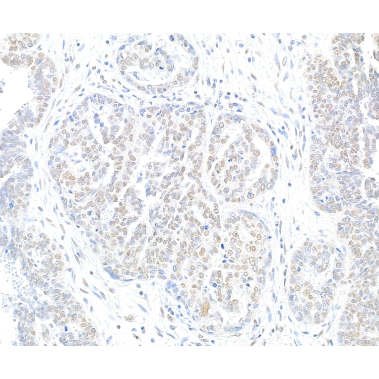 Immunohistochemistry - Anti-Histone H2A.X Antibody (A295248) - Antibodies.com