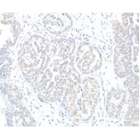 Immunohistochemistry - Anti-Histone H2A.X Antibody (A295248) - Antibodies.com