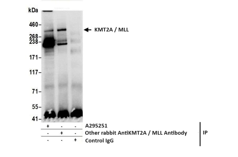 Immunoprecipitation - Anti-KMT2A / MLL Antibody (A295251) - Antibodies.com