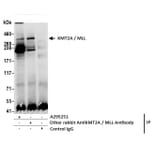 Immunoprecipitation - Anti-KMT2A / MLL Antibody (A295251) - Antibodies.com
