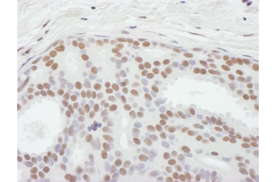 Immunohistochemistry - Anti-ASH2L Antibody (A295266) - Antibodies.com