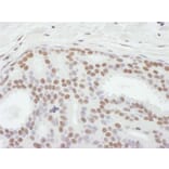 Immunohistochemistry - Anti-ASH2L Antibody (A295266) - Antibodies.com