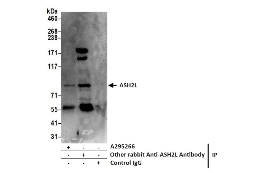 Western Blot - Anti-ASH2L Antibody (A295266) - Antibodies.com