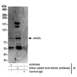 Western Blot - Anti-ASH2L Antibody (A295266) - Antibodies.com