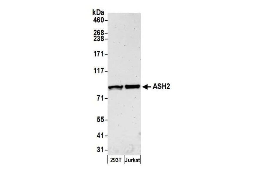 Western Blot - Anti-ASH2L Antibody (A295266) - Antibodies.com