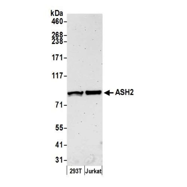 Western Blot - Anti-ASH2L Antibody (A295266) - Antibodies.com