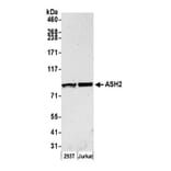 Western Blot - Anti-ASH2L Antibody (A295266) - Antibodies.com