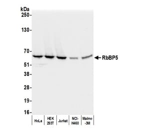 Western Blot - Anti-RbBP5 Antibody (A295267) - Antibodies.com