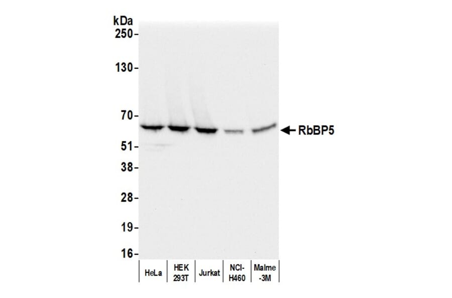 Western Blot - Anti-RbBP5 Antibody (A295267) - Antibodies.com