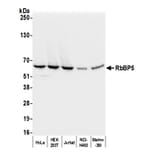 Western Blot - Anti-RbBP5 Antibody (A295267) - Antibodies.com