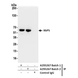 Immunoprecipitation - Anti-RbBP5 Antibody (A295267) - Antibodies.com