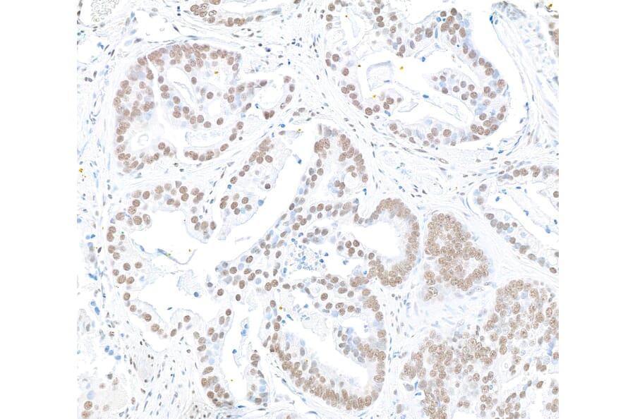 Immunohistochemistry - Anti-RbBP5 Antibody (A295267) - Antibodies.com