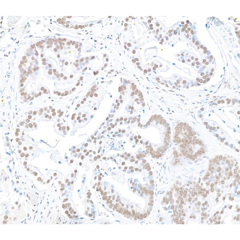 Immunohistochemistry - Anti-RbBP5 Antibody (A295267) - Antibodies.com