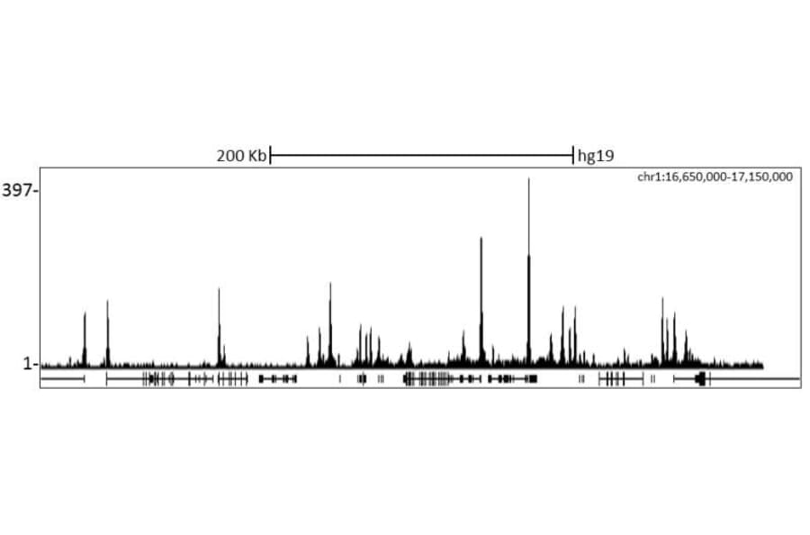 ChIP - Anti-RbBP5 Antibody (A295267) - Antibodies.com